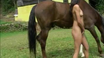 Attractive blonde and brunette women are relishing bestiality with a stallion