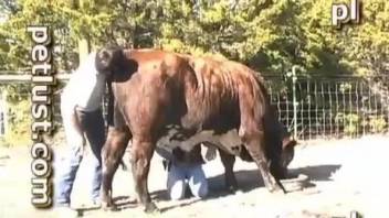 Farmer penetrates his lovely spotted cow in doggy pose