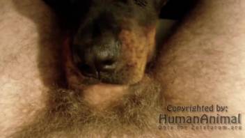 Dog deepthroating a really hairy cock on camera