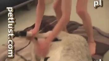 Goat with a gorgeous puss gets fucked in the living room