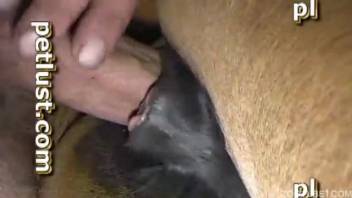 Stiff cock penetrates the tight ass of a stallion