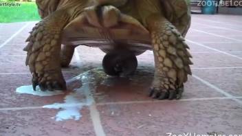 TURTLE POWER DUDE - a kinky animal cums buckets