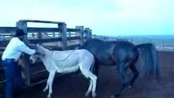 Dude watches two horses fuck violently outdoors