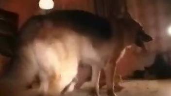 German Shepherd nicely fucks dirty owner in living room