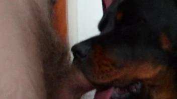 Sexy young doberman licks and sucks my boner in POV bestiality