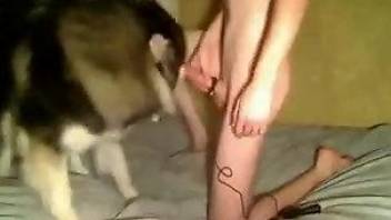 Pervert puts pecker in vagina of shaggy Husky