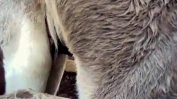 Donkey gets on top of goat and shoves cock inside its vagina