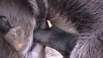 Ginormous donkey cock for a tight animal pussy