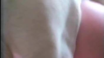 Dog fucks busty amateur better than her man