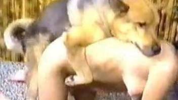 Two kinky woman suck the penis of a horny dog