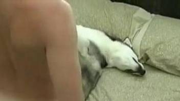 Athletic man tries bestiality anal sex with pretty Husky