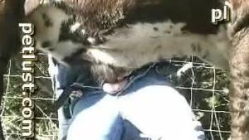 Horny guy eagerly stroking a bull's big boner