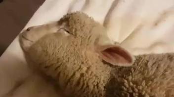 Dude fucks a lamb's tight little pussy from behind