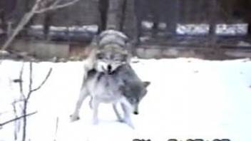 Sexy wolves enjoying a hardcore sex session outdoors