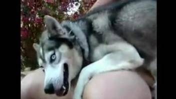 Husky dog fucking a submissive blonde on all fours