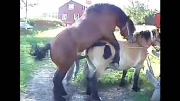 Pair of horses fucking makes the horny man to drool