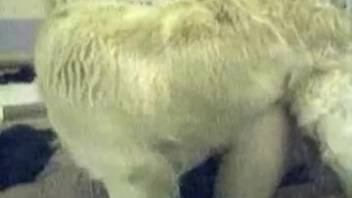 Filthy sex clip featuring animal intercourse in doggy position