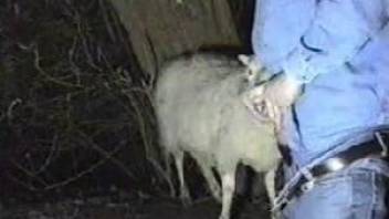 Canadian tuxedo dude fucking a sheep's hot throat