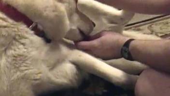 Man inserts whole penis into dog's wet vagina