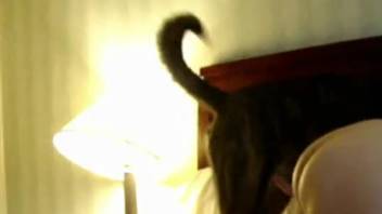 Obedient homemaker screws a canine in a motel suite