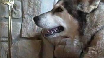 Lovely guy is French-kissing his big doggy