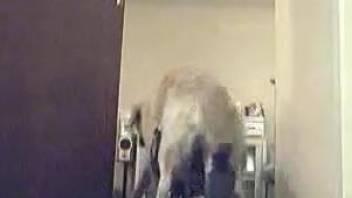 Furry dog fucks tight woman in insane home XXX scenes