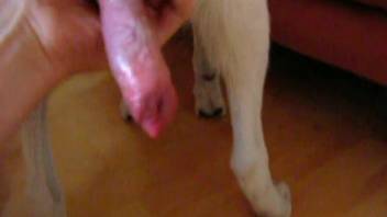 White dog gets a nice handjob in a POV amateur vid