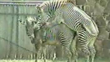 Two zebras enjoying passionate outdoors fucking here