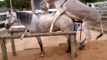 Sexy animal fucking a seductive mare in a free porn vid