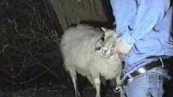 Dude in a Canadian tuxedo fucking a sheep's cute face