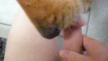 Shameless masturbator gets a nice blowjob from his dog