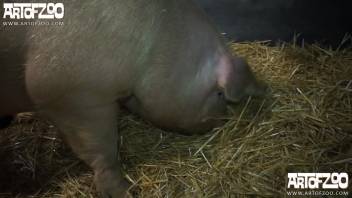 Swine fills a blond girl's tasty tight snatch with cum