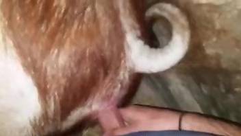 Fucked-up dude fucking a horny animal's tight hole