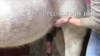 Sexy zoophile jerking a stallion's cock on camera