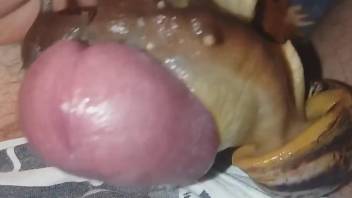 Snails cover a guy's uncut dick in fresh goo