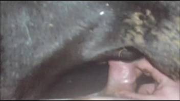 Guy pounding a female horse's soaked pussy with jackhammer force