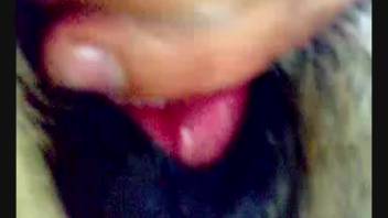 Horse's vagina is on the verge of being penetrated by a massive human penis