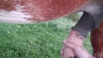 POV outdoor handjob for a very sexy stallion