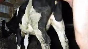 Cow with a sexy pussy gets fucked by a kinky farmer