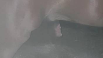 Voyeur-style video showing a stallion's hard cock