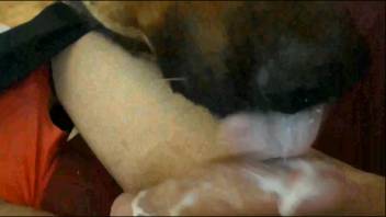 Guy's hot tongue delving into this stiff dick