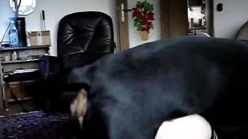 dog sex video