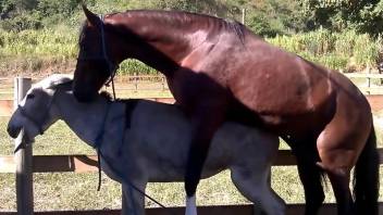 Brown stallion fucks a sexy mare's perfect pussy