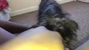 Thick chick getting licked by a sexy doggo i nPOV