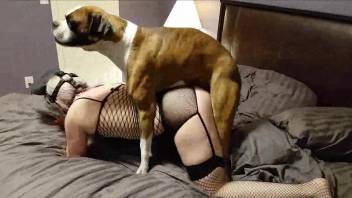 Fishnet bodysuit MILF getting drilled deep by a dog