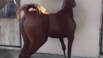 Horse is ready to strut its stuff and get fucked