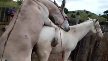 Sexy donkey sex scene with hardcore animal-on-animal action