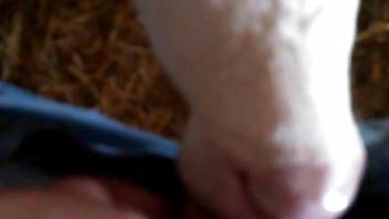 Cow pleasuring an extra-stiff penis in a POV scene