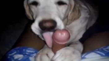 POV blowjob session with a very attentive doggo