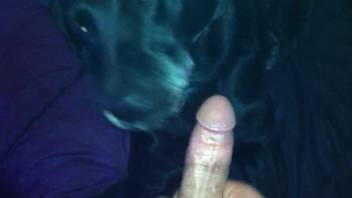 Black dog has to worship this meaty dick orally